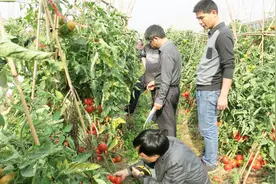 番茄栽植距离，是25公分好还是35公分好？想番茄高产，快学学视频封面