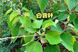 白背叶它的根部煲汤好处还真不少，一起了解一下