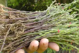 “疳积草”又称“独脚金”，它有什么用途？你知道吗？视频封面