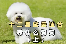 十二星座最适合养什么狗狗，看看你养对了吗？视频封面