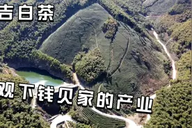 小兜这是捡到宝了，钱贝家种了这么多安吉白茶，娶了钱贝有福气呀视频封面