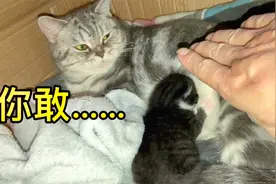 老来得子的母猫生了独苗，整天抱着奶猫不让碰，主人想摸都不给视频封面