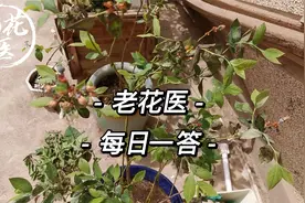 蓝莓叶子干尖什么原因？栀子花晒太阳叶片卷曲？每日一答视频封面