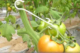 种蔬菜，教你一个叶面肥配方，多花五六块钱，每亩多收六百斤视频封面