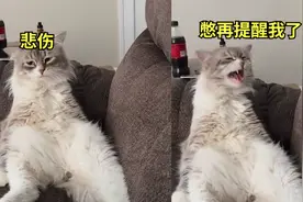 猫咪绝育回家后颓废不已，见主人还在煽风点火气坏大吼：憋说了！视频封面