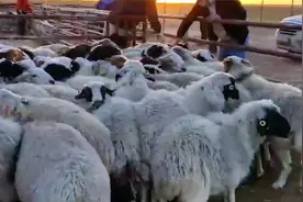 三万只真羊来啦！中蒙举行蒙古向中国捐赠羊交接仪式视频封面