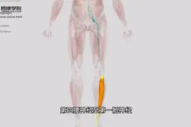 功能解剖｜胫骨前肌视频封面