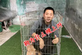 狗为什么半夜一直叫？这教程有点详细，你慢慢品