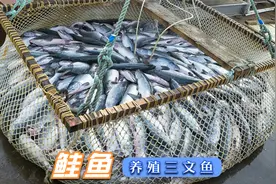 鲑鱼的一生｜现代化养殖和生产三文鱼视频封面