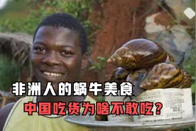 非洲大蜗牛在中国泛滥，非洲人一年吃上万公斤，为何中国却不敢吃