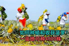 如何种植和收获菠萝？一亩地可种4000株，四季都可以采收视频封面