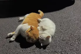 女子遇两只有爱的猫咪，虽然流浪却形影不离，两只猫体型对比亮了