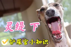 灵缇到底适不适合家养，还原一个真正的灵缇，以免太多人被误导