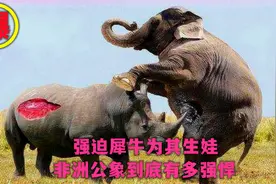 地表最强物种，强迫犀牛为其生宝宝，非洲公象到底有多强悍？视频封面