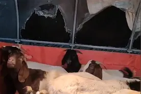 羊棚被羊群咬坏，男子无奈出大招涂芥末，羊“上当”舔后表情爆笑视频封面