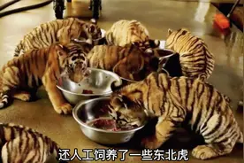 东北虎集体迁徙俄罗斯，我国决定放生人工虎，这样是合理吗？视频封面