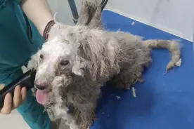 带救助的流浪比熊剃毛，全身毛都打结变成盔甲了，估计流浪很久了视频封面