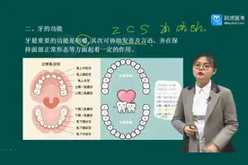 2022初级职称最新课程 免费学 口腔医学技术师 牙体解剖生理