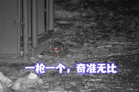澳大利亚的农场主为了消灭老鼠也是真的废寝忘食，应该是打上瘾了视频封面