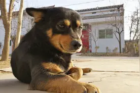 到了冬天为什么土狗总被偷，防止土狗被偷，注意庄上陌生人视频封面