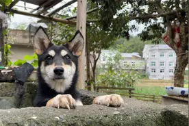 收留它的时候还是小奶狗，几个月后它还认识原主人