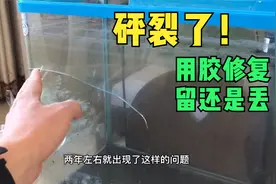 心爱的小鱼缸砰一下 裂了 用油性胶修复 这样的效果是丢还是留