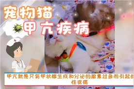 猫咪甲亢疾病视频封面