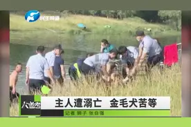 主人不幸溺亡，忠犬金毛河边苦等后续：已被好心人收养！视频封面