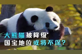 大熊猫被降级，“国宝”地位或将不保？网友：啥时候人手一只？
