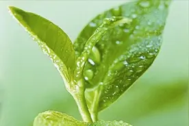 叶绿素是个什么东西？其实东西不复杂，看看怎么用合适