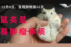 仓鼠肿瘤的变化，好在持续一个多月不再变大