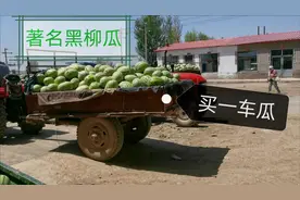乡里的西瓜集散地论车卖瓜，六十多公里就为这西瓜，甜到无法形容
