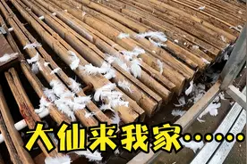 黄鼠狼进鸽棚，一晚上咬死六七只鸽子，再有一晚上怕是要给我清棚视频封面