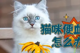 猫咪便血怎么做？宠主一定要知道！视频封面