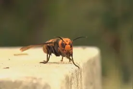 动物建筑师：黄蜂窝，除一个入口之外，整个巢穴完全封闭密不透风视频封面