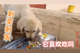 三个月的拉布拉多吃饭挑食吗？东哥用剩饭剩菜试一下，结果有点懵视频封面