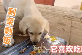 三个月的拉布拉多吃饭挑食吗？东哥用剩饭剩菜试一下，结果有点懵视频封面