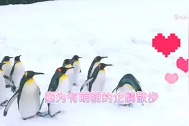 日本北海道网红动物园，冬季小企鹅散步，萌力满点！#在家云旅游#