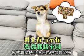 男主在与不在，狗的认错态度截然不同，完美诠释了什么叫狗仗人势