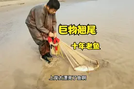 黄河深沟巨物翘尾！小伙一网扣中10斤鲤鱼，十年老鱼太罕见珍藏了视频封面