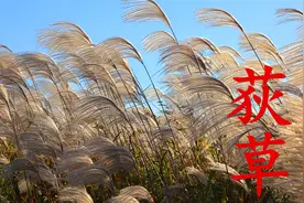 荻草认识吗？农村一种常见的植物，它的用途与价值知道的人不多