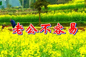 一首情歌《老公不容易》红蔷薇，好听极了！想着你亲爱的！视频封面