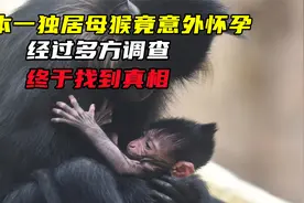日本一独居母猴竟意外怀孕，经过多方调查，终于找到真相视频封面