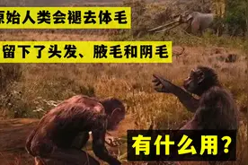 为何原始人类会褪去体毛?却留下了头发、腋毛和阴毛,有什么用?视频封面