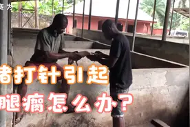 猪打针引起腿瘸视频封面