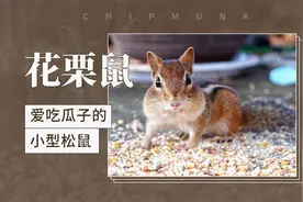 花栗鼠——爱吃瓜子的小型松鼠