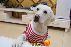 主人冤枉狗狗偷吃火腿，狗狗气坏了，用超能力揍晕主人，好霸气！视频封面