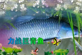 冬季打截口青鱼，无铅线组自立浮漂显效果，青鱼离地截饵上钩视频封面