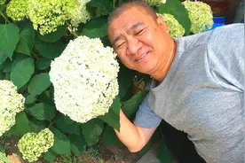 寒冷北方地栽绣球花选什么品种？零下30度冻不坏的乔木绣球！视频封面