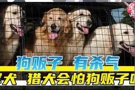 最好的军犬猎犬会怕狗贩子吗？狗贩子真有杀气？视频封面